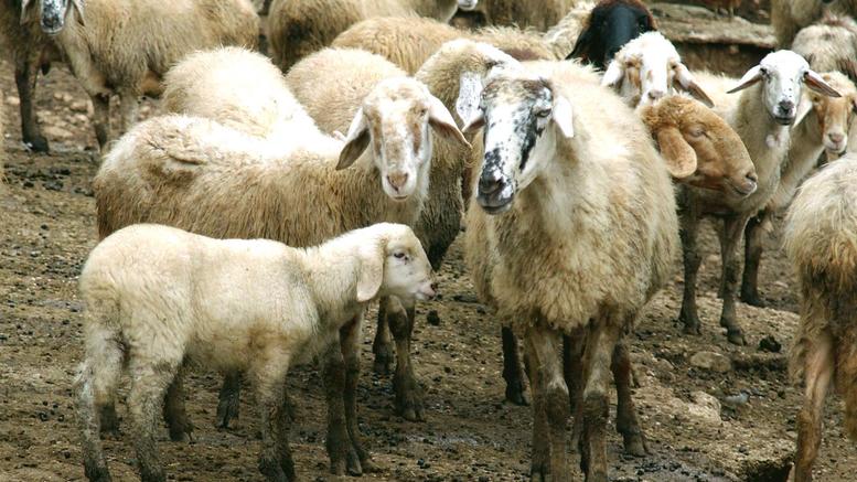 Είχε κάνει την κλοπή προβάτων… σύστημα