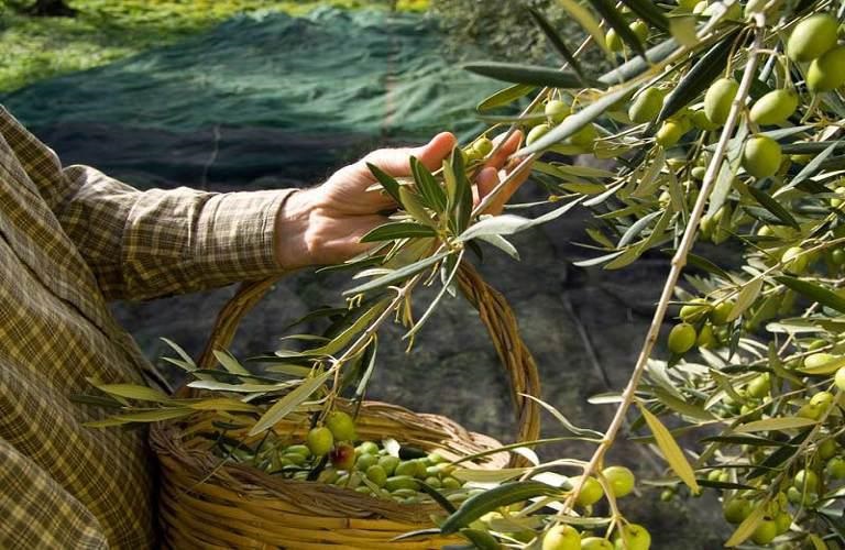 Νέο έξυπνο σύστημα προειδοποίησης για ασθένειες ελιάς