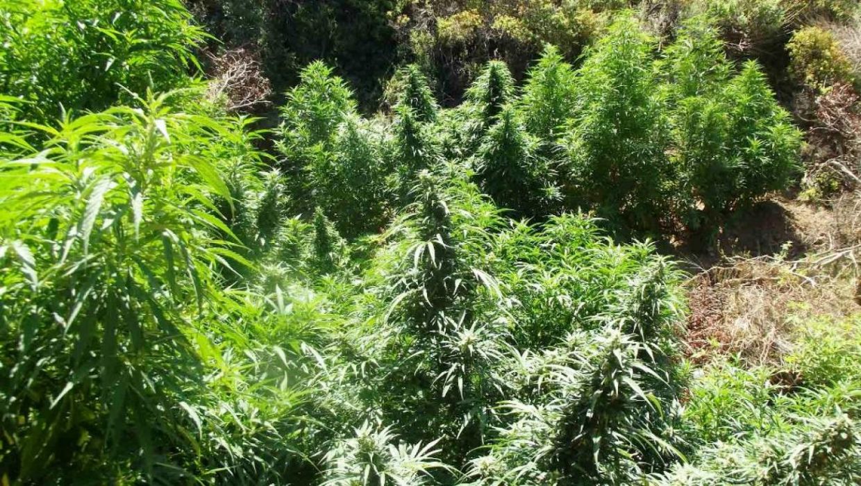 Ρέθυμνο: Σύλληψη 50χρονου μετά τον εντοπισμό χασισοφυτείας