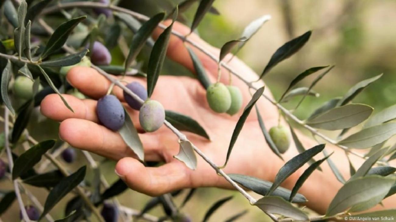Ελαιοκομικό Μητρώο και στάση πληρωμών ΟΕΦ είναι τα «αγκάθια» του ελαιοκομικού κλάδου που απαιτούν λύσεις