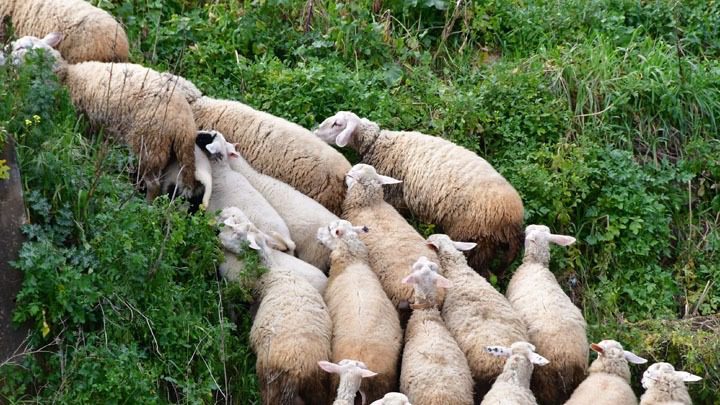Έρχονται οι Ηλεκτρονικοί Βώλοι στα αιγοπρόβατα – Υποχρεωτικοί για τη λήψη ενισχύσεων