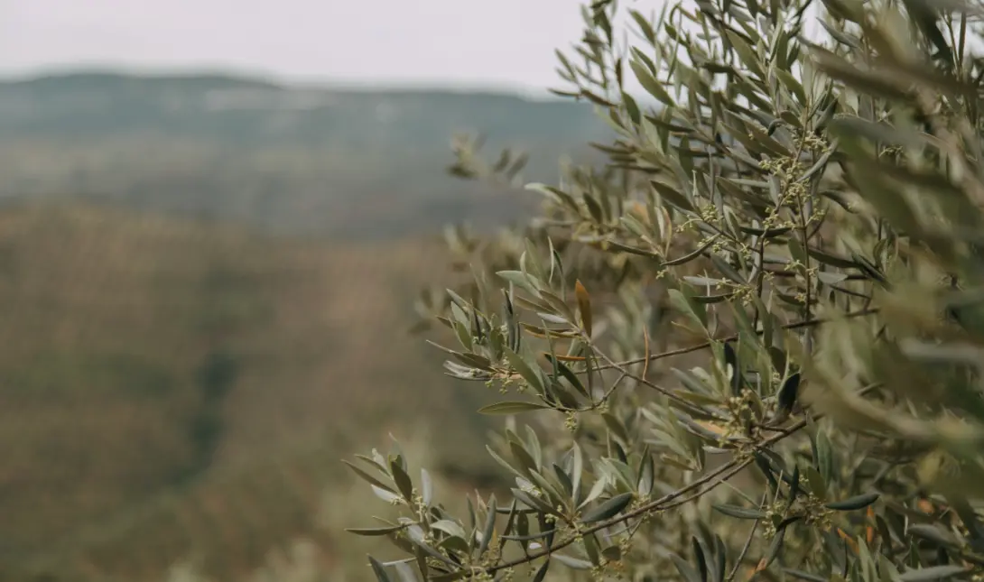 Πώς η ποιότητα νερού επηρεάζει την ελιά και το ελαιόλαδο