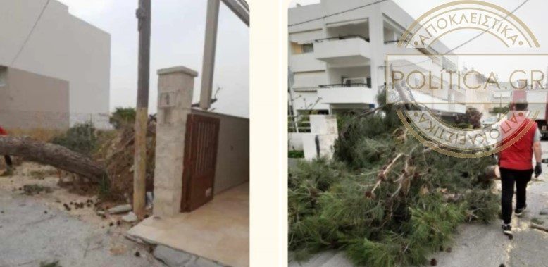 Ανησυχία για τους κατοίκους – Δέντρο έπεσε στο Ηράκλειο (photo)