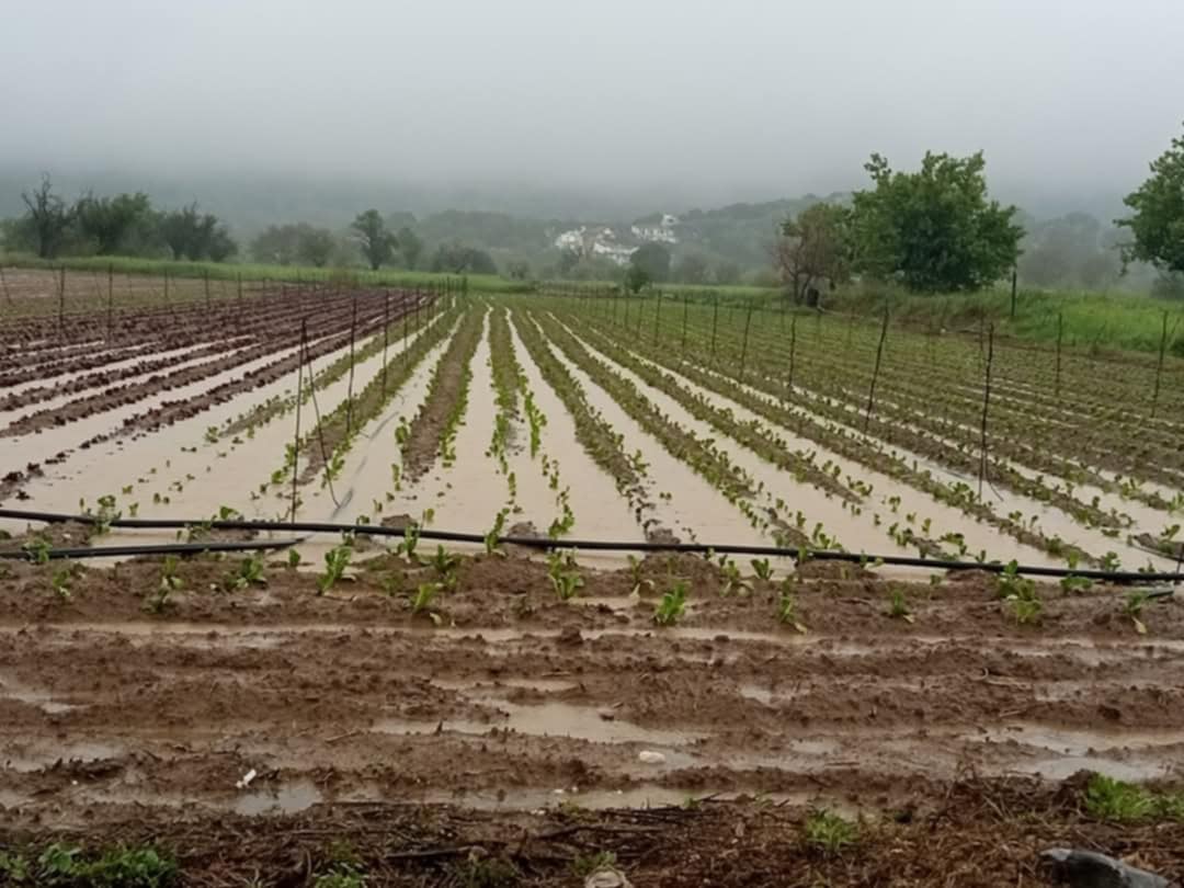 Την Δευτέρα ο ΕΛΓΑ θα εκτιμήσει τις ζημιές στο Οροπέδιο Λασιθίου- Μεγάλες καταστροφές καλλιεργειών