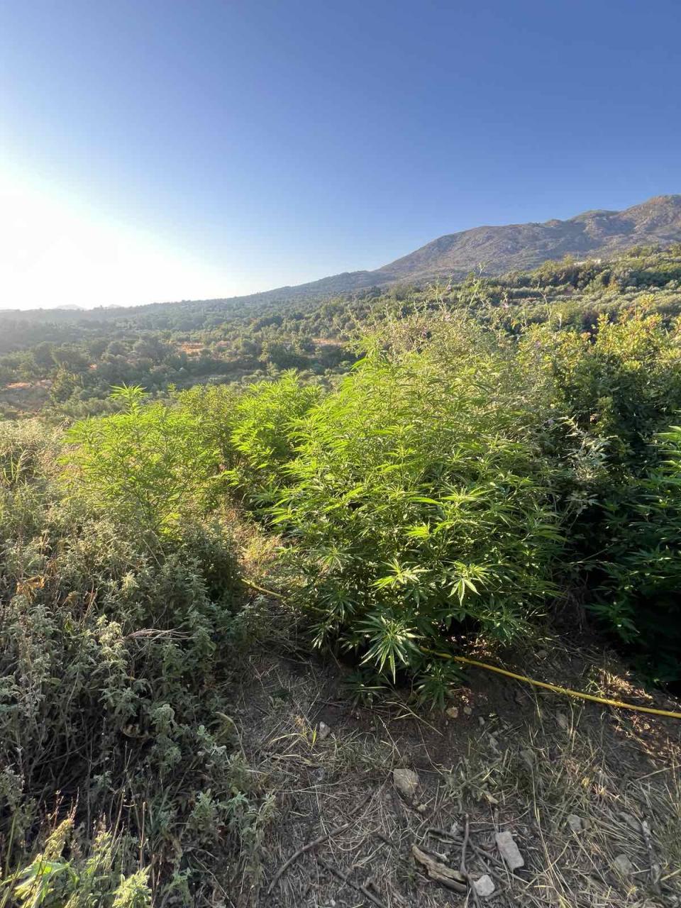 Ρέθυμνο: Εντοπίστηκαν 19 φυτείες με 147 δενδρύλλια κάνναβης