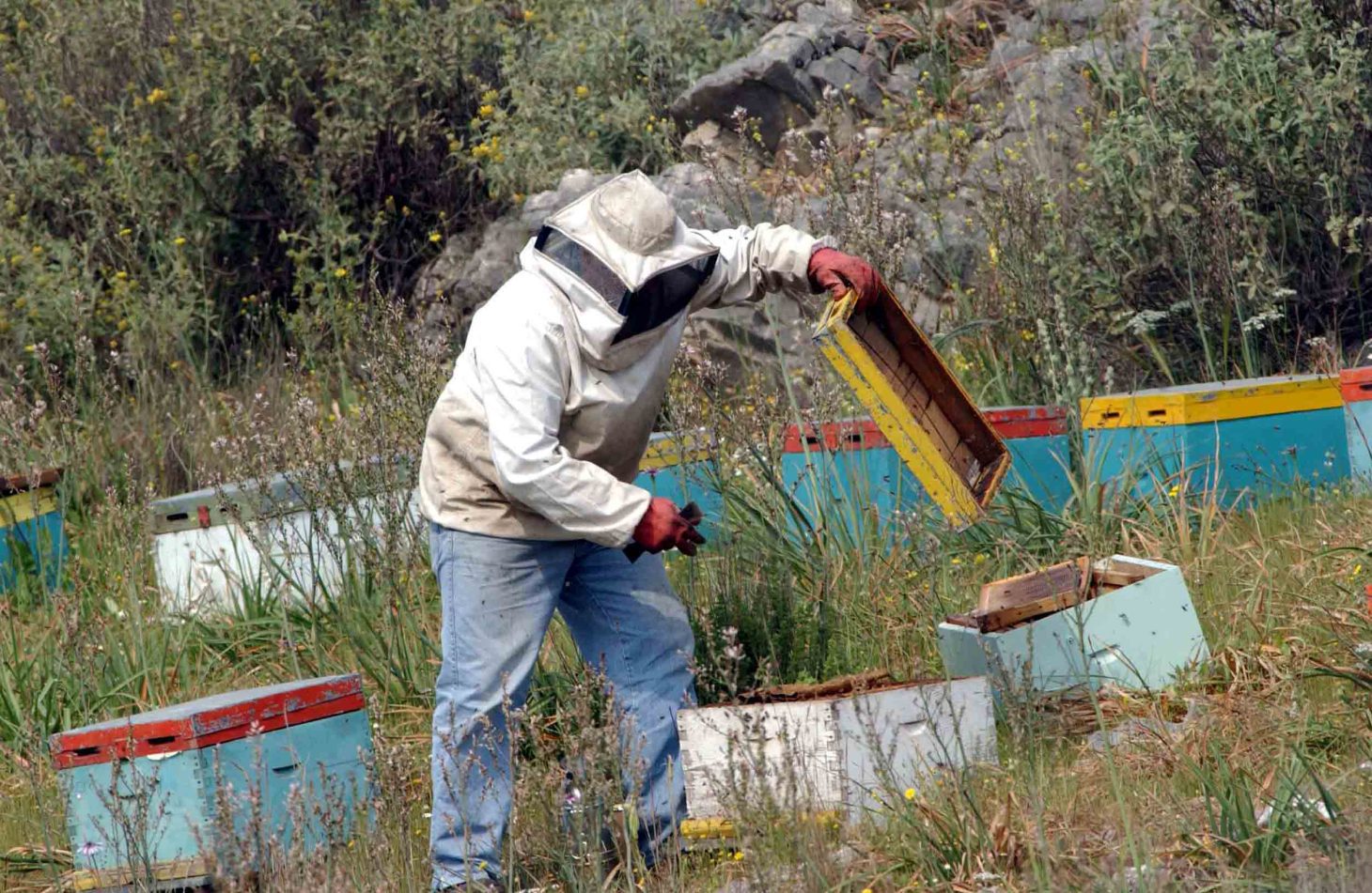 Φωτιά στην Αλυκή Βοιωτίας: Συνελήφθη 55χρονος μελισσοκόμος