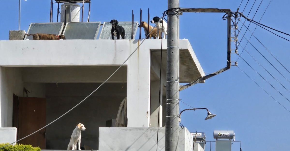 «Κυνοκομείο»… σε ταράτσα και μια γειτονιά στα κάγκελα ενώ ο Δήμος γνωρίζει