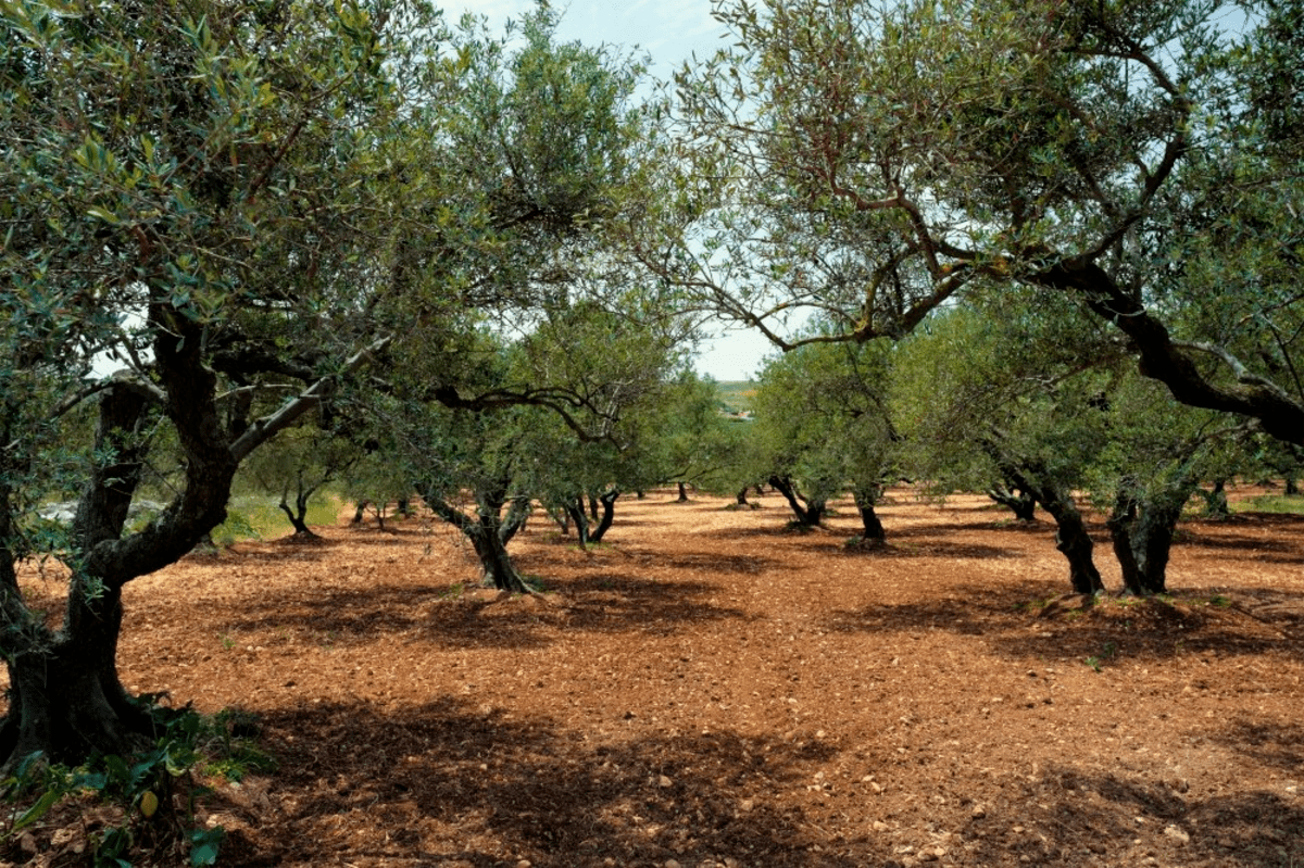«Ανάσα» για τους ελαιοπαραγωγούς: Μετάθεση της υποχρεωτικής δήλωσης συγκομιδής για το 2027 – Χωρίς πρόστιμα μέχρι το 2028
