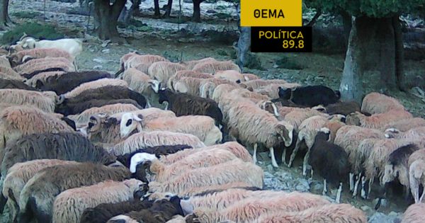Κόστος παραγωγής και καρτέλ «πνίγουν» τους κτηνοτρόφους – Κ. Φρογάκης: «Τόσα ζώα έχουν σφαγεί… πώς γίνεται το γάλα να είναι περισσότερο;»