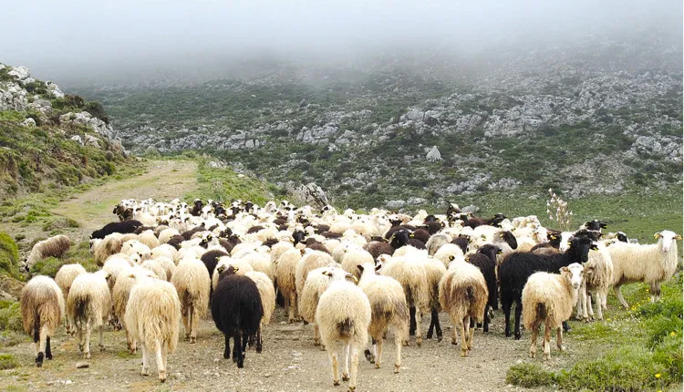 «Φρένο» στην παράνομη βόσκηση θέλουν να βάλουν οι κάτοικοι στο Απεσωκάρι
