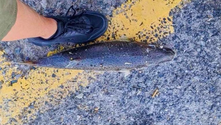 Ηράκλειο: Λαγοκέφαλος-«τέρας» άνω των 50 εκατοστών αλιεύθηκε σε παραλία – Προβληματισμός για την παρουσία του