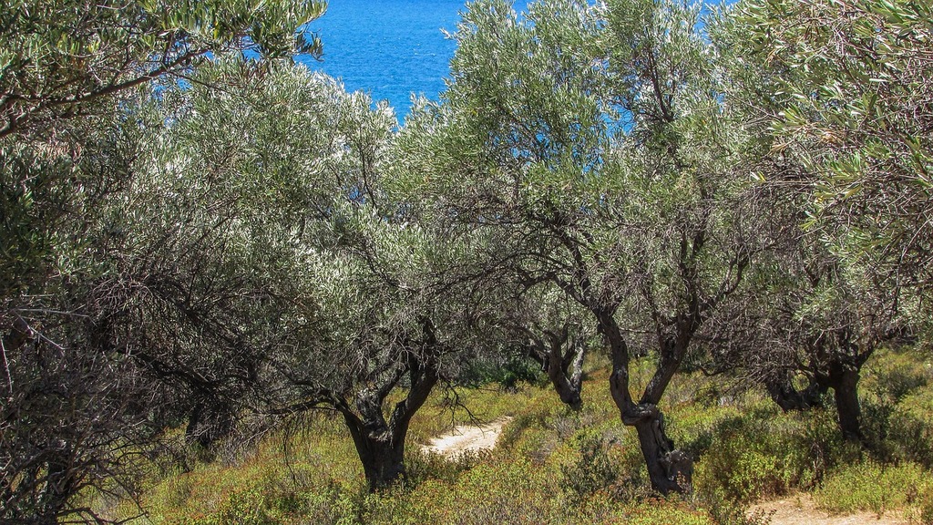 Επιδότηση στα 200 ευρώ πληρώνουν οι ελαιώνες, πριμ κλαδέματος και για τις βιολογικές παραγωγές