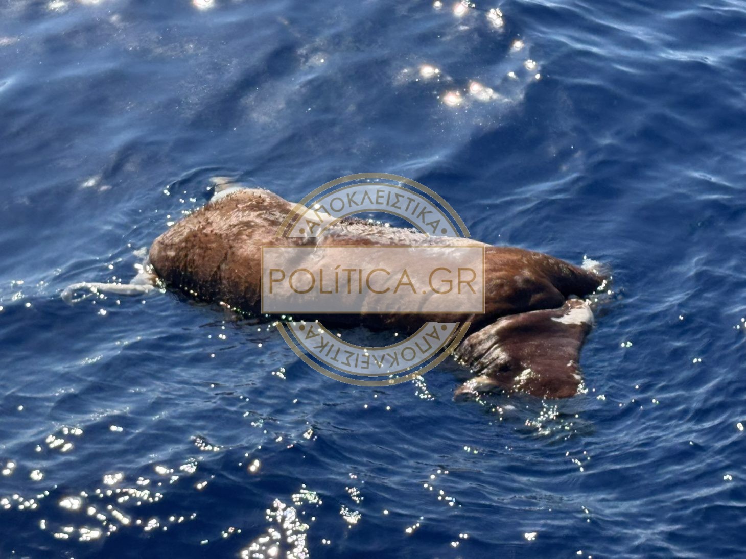 Νεκρή αγελάδα επιπλέει ανοιχτά του Ηρακλείου — Συναγερμός στο Λιμενικό για τον κίνδυνο σύγκρουσης με παραπλέοντα σκάφη