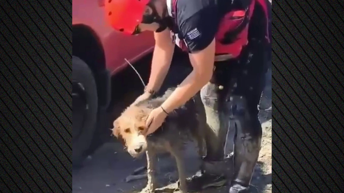 Η Πυροσβεστική έσωσε σκυλί που εγκλωβίστηκε σε νησίδα στο Φράγμα Πηνειού – Βίντεο